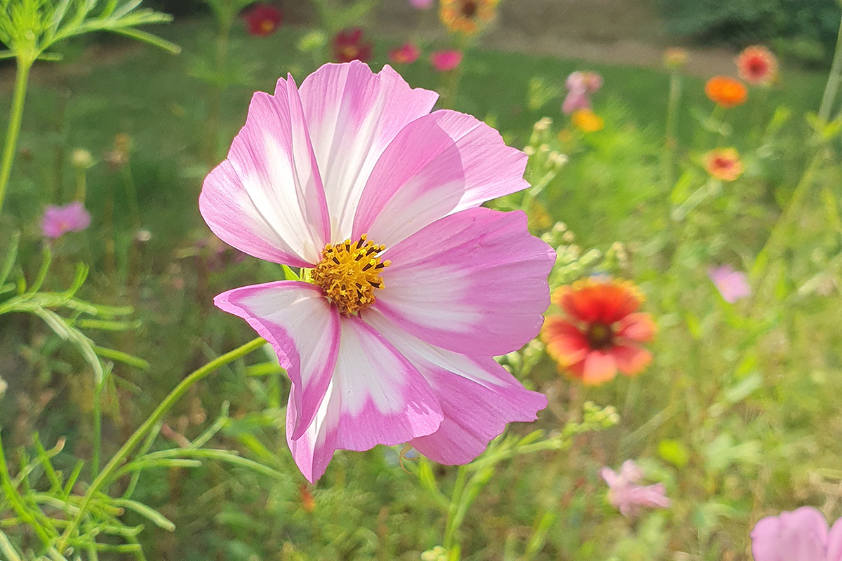 #2 Meer biodiversiteit in onze tuin